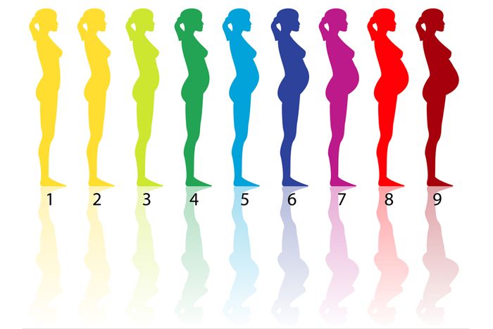 Stomach Size During Pregnancy Chart