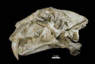 a sabertooth cat skull from batallones