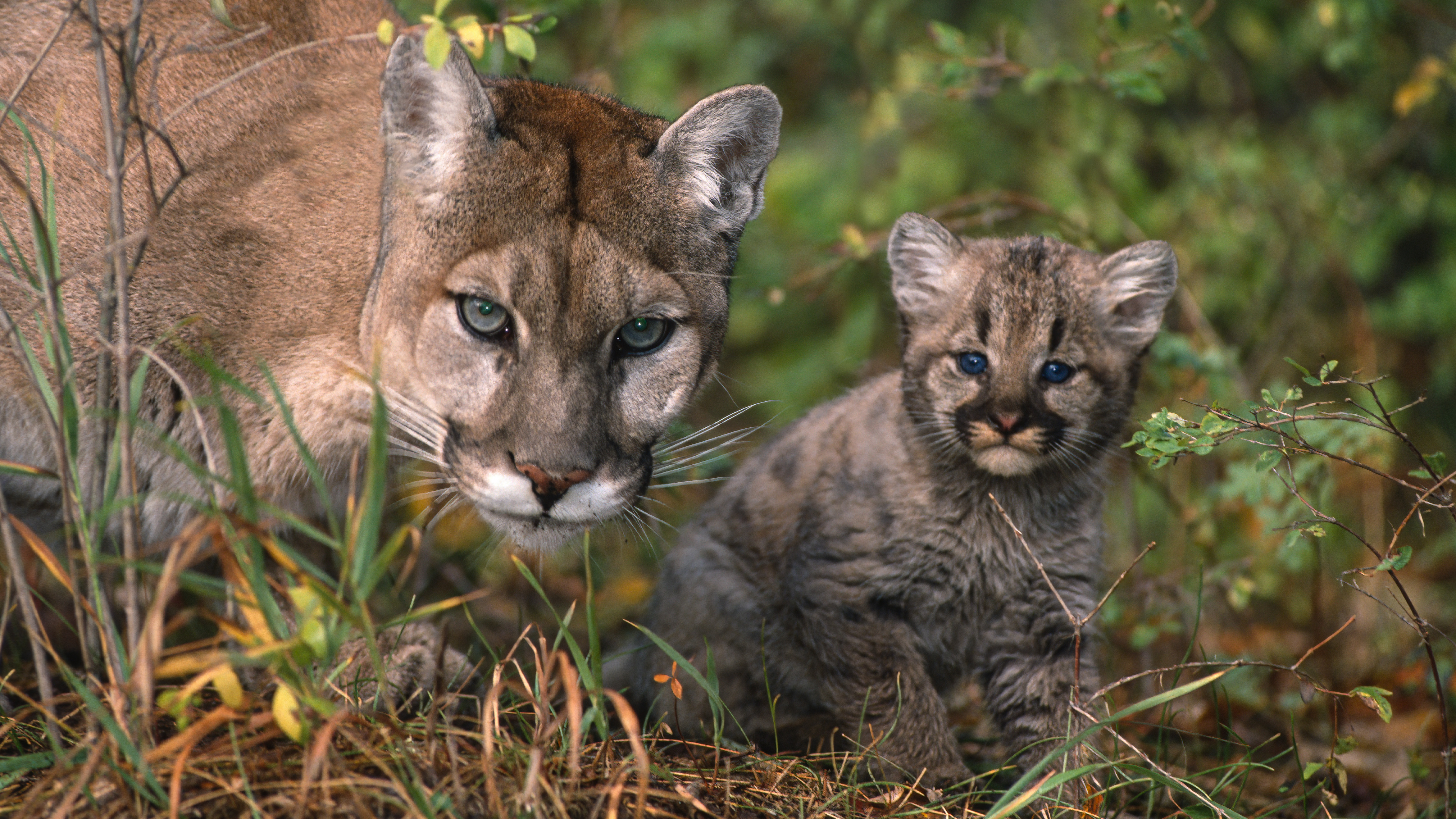 The cougar, Puma concolor,  also known as the puma, mountain lion, catamount, or panther, is a large cat native to the Americas, second only in size to the stockier jaguar