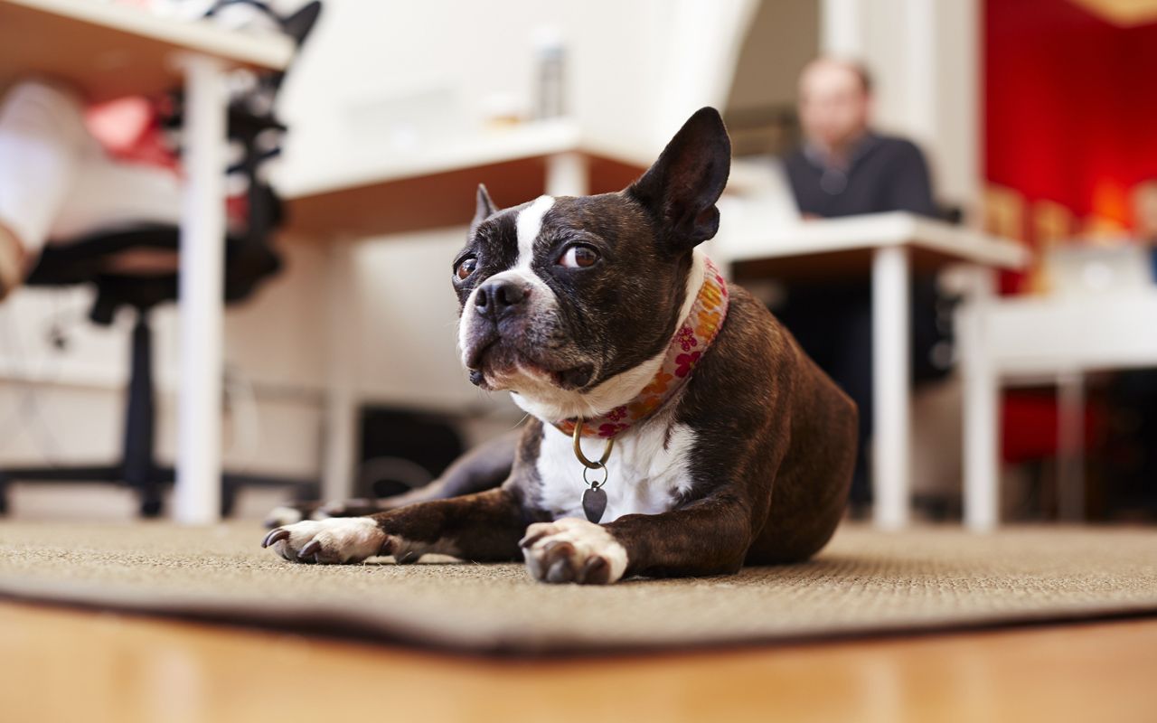 Portrait of curious dog lying on rugin an office