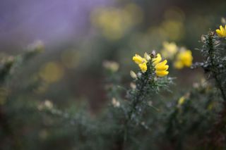 Viltrox AF 85mm F1.4 Pro lens sample gallery: yellow gauze, focused on one flower