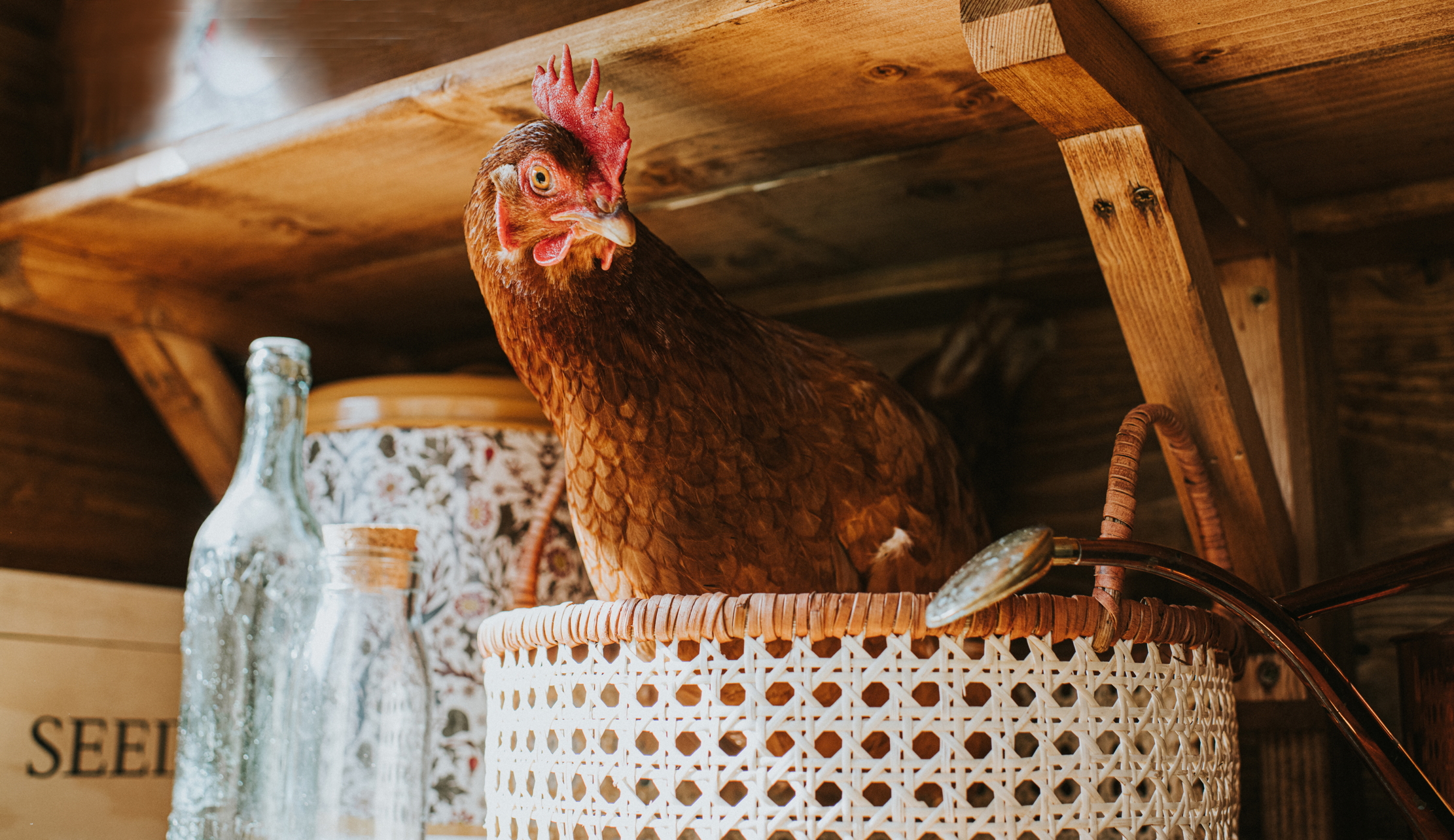 A hen in a basket looking at you, and wondering why it is in a basket