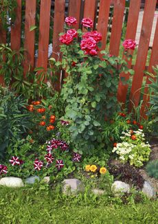 Garden Bed With Flowers Growing Under A Rose Bush