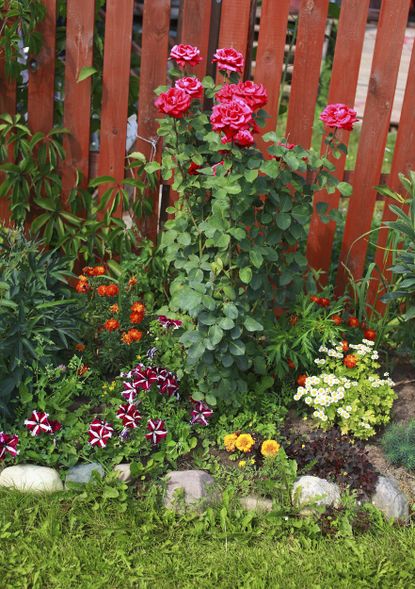 Garden Bed With Flowers Growing Under A Rose Bush