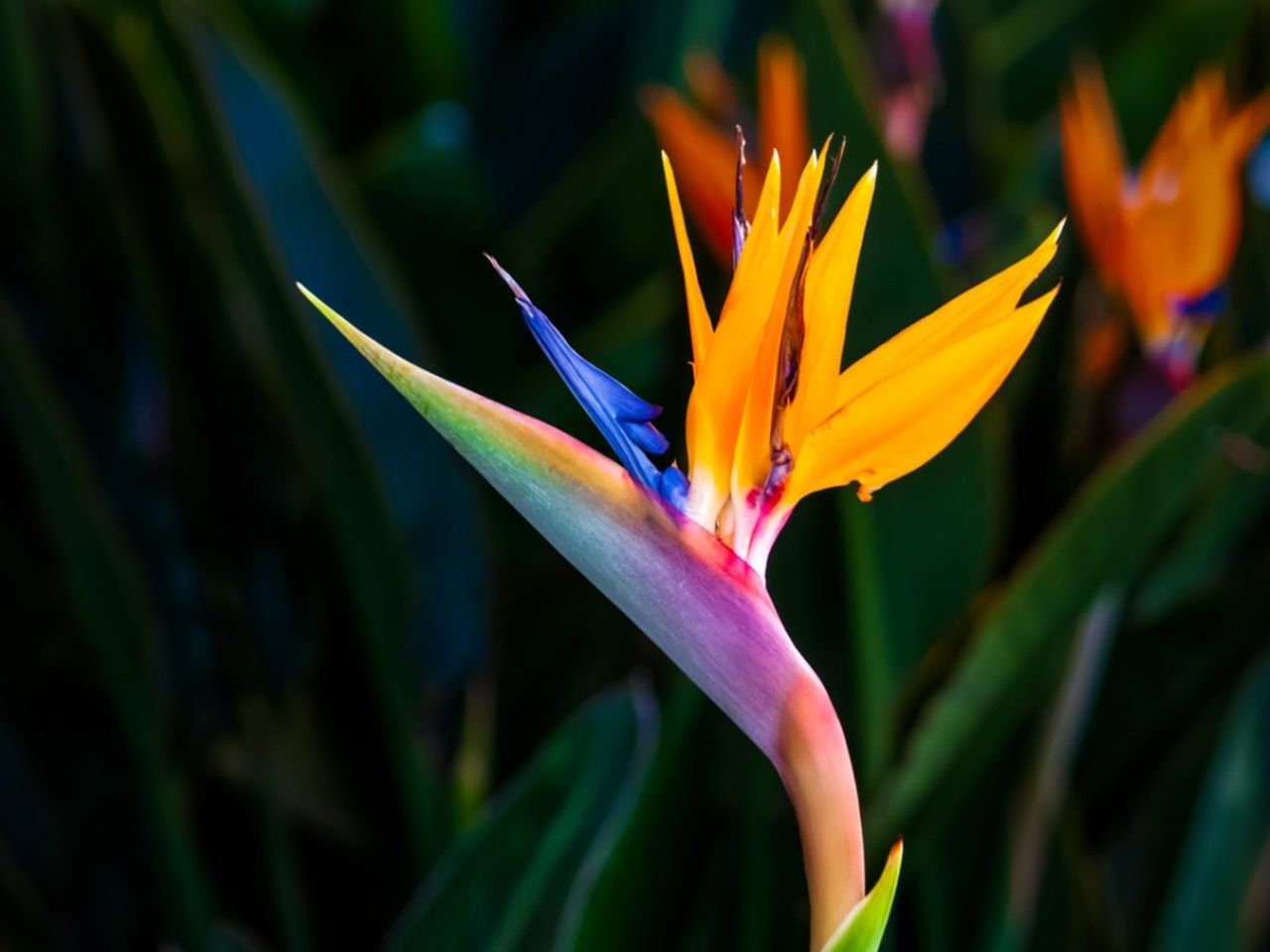 Multicolored Bird Of Paradise Plant