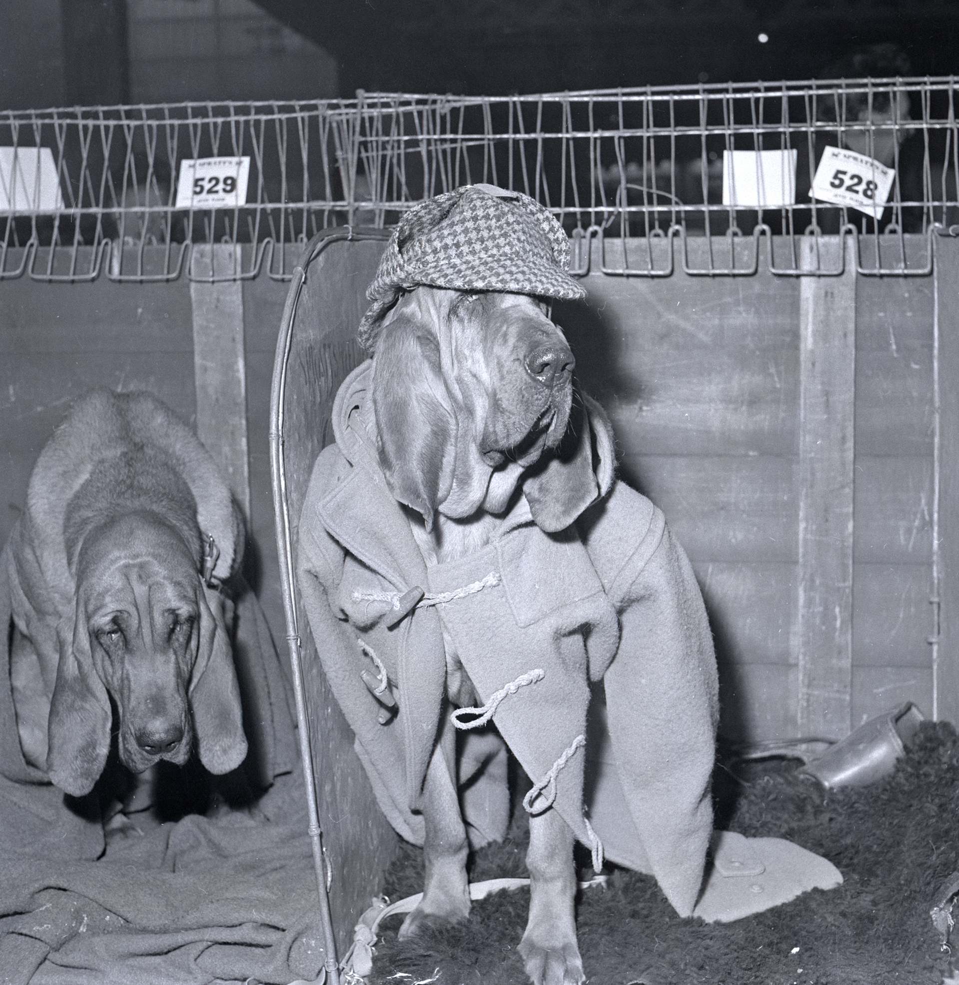 Rosie the bloodhound at the 1964 Crufts dog show, wearing a duffel coat and deer-hunting hat.