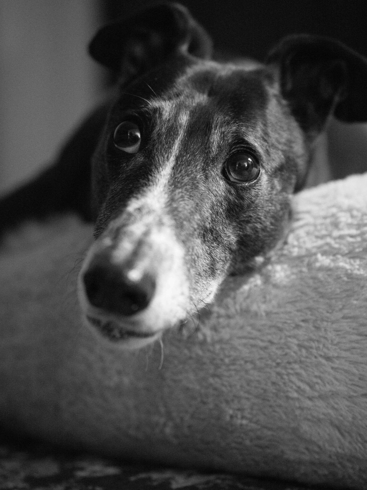 A black and white photograph of a greyhound