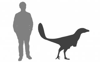 This drawing shows how large Albertavenator curriei may have been compared with a grown person.