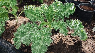 Curly green leaves of kale growing in a garden