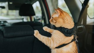 Ginger cat inside car