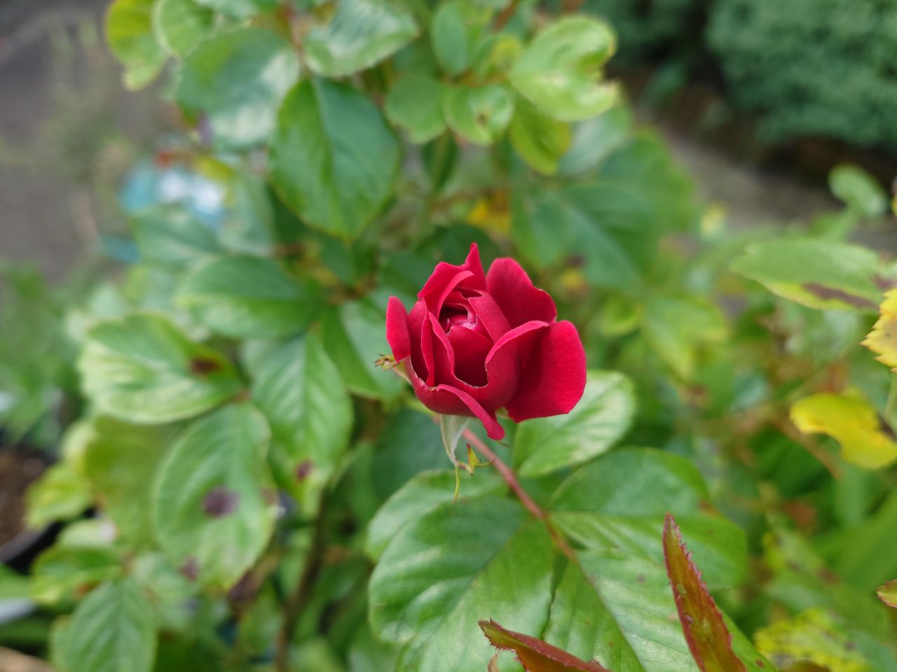 A photo shot on the Sony Xperia 1 V
