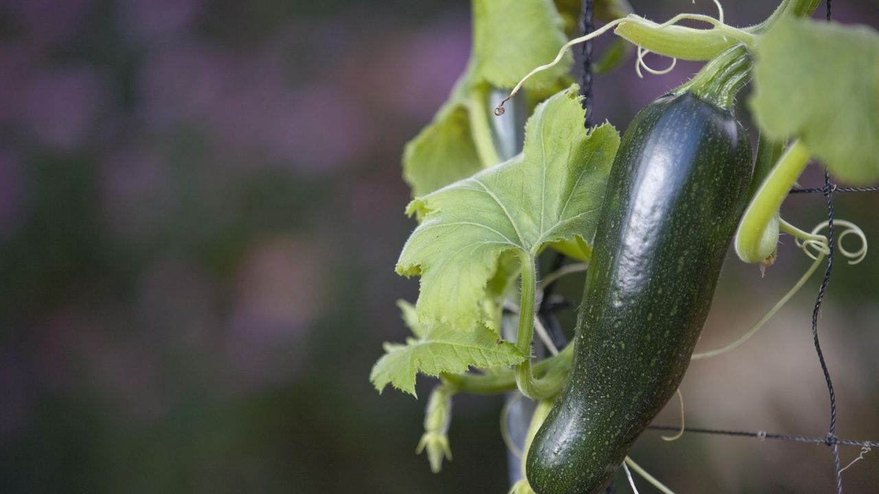 Close up of a zucchini on the vine