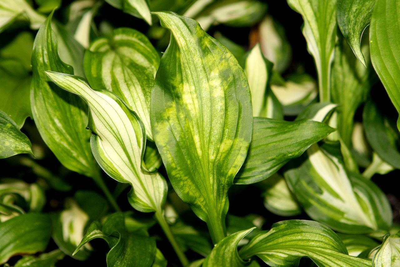 hosta virus X