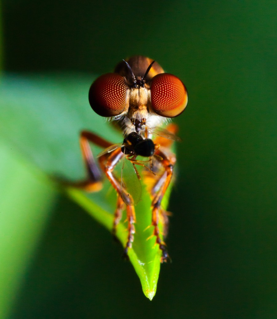 In Photos: Amazing Fly Eyes