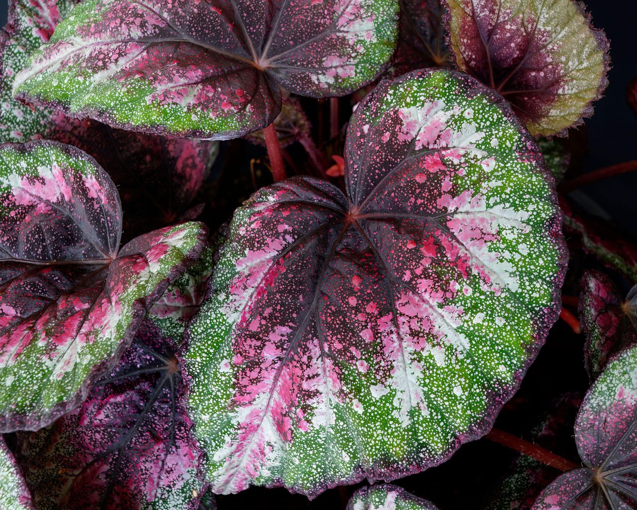Best purple indoor plants Real Homes
