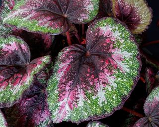 purple and green begonia leaves