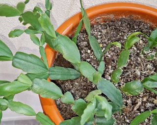 Christmas cactus in potting soil