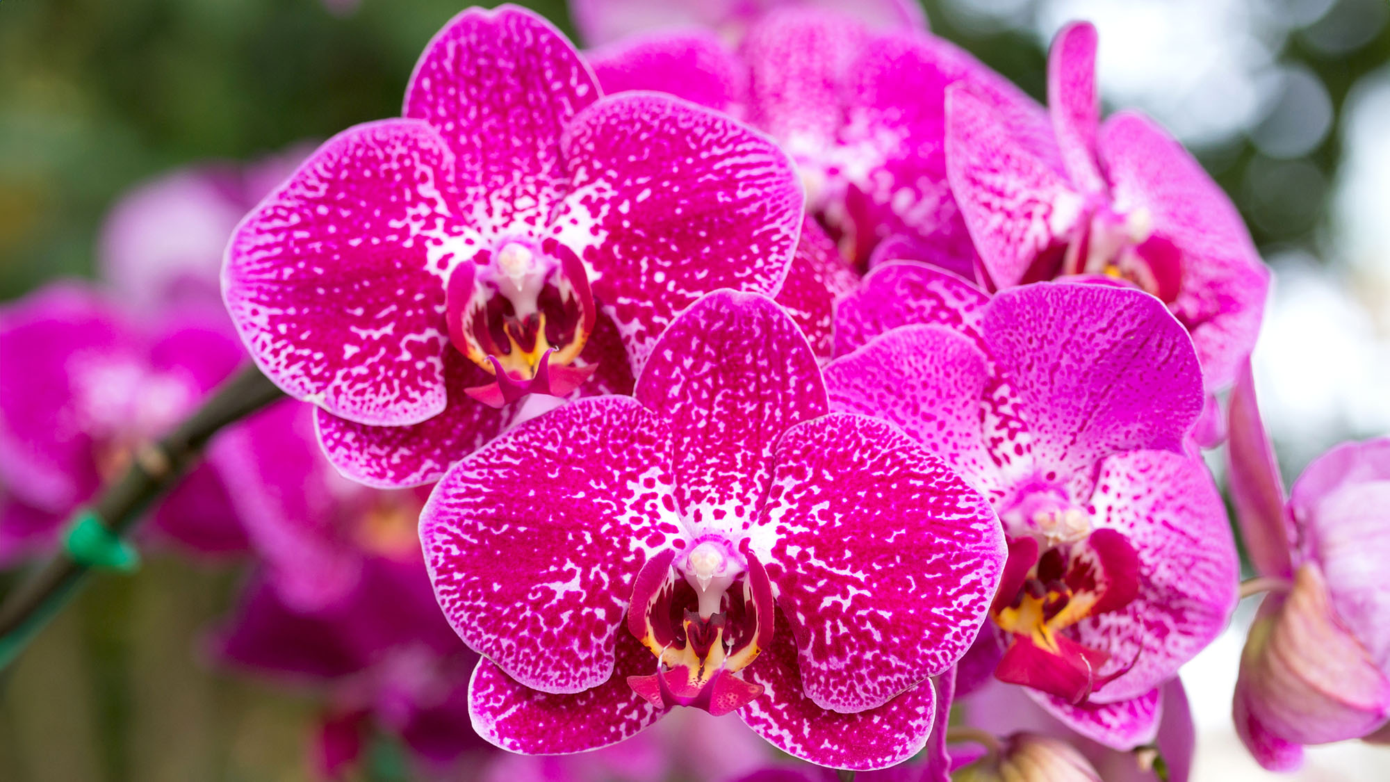 Pink phalaenopsis orchid flower