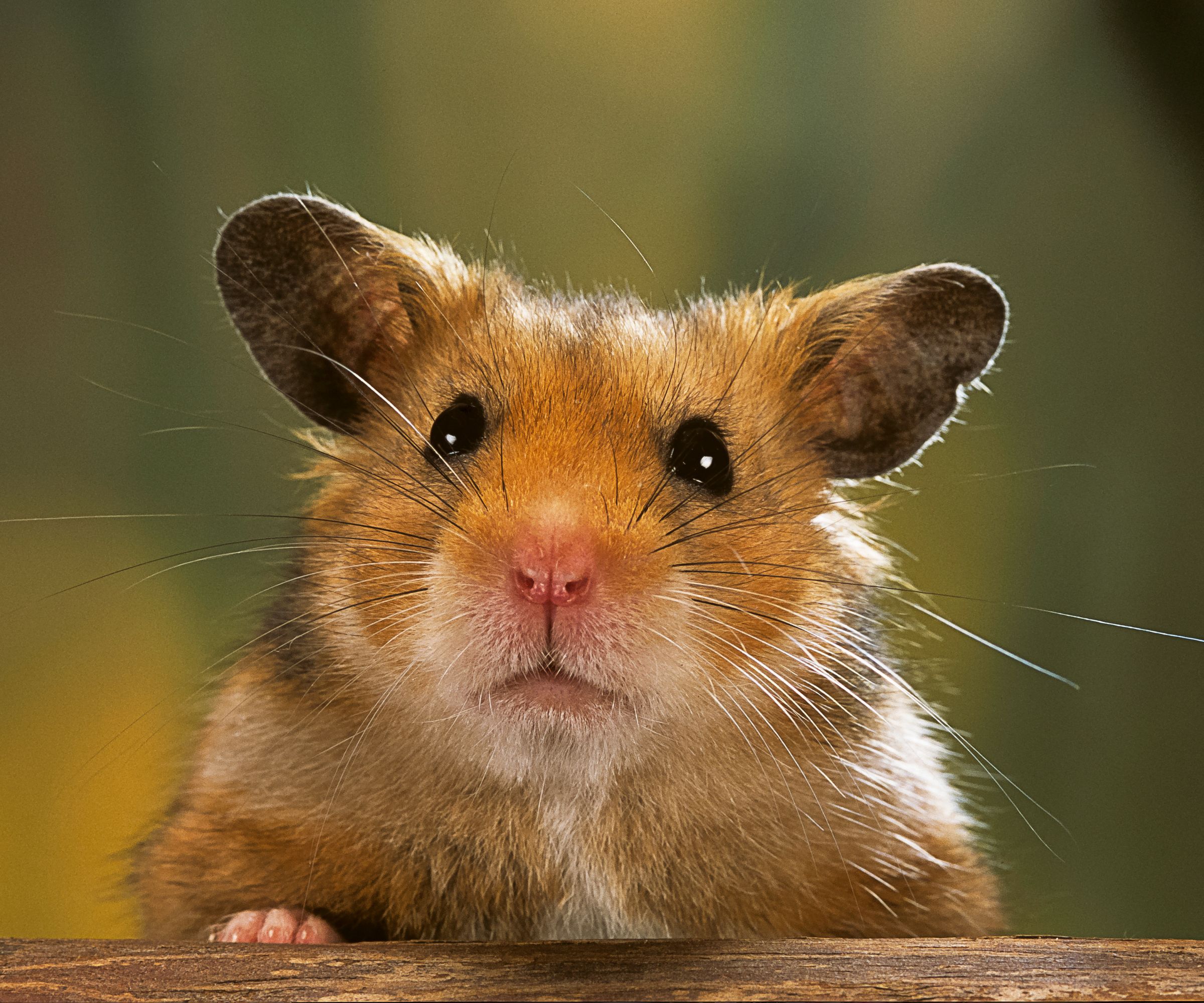 Mesocricetus auratus (golden hamster, Syrian hamster) -