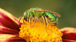 Sweat bee on flower in yard