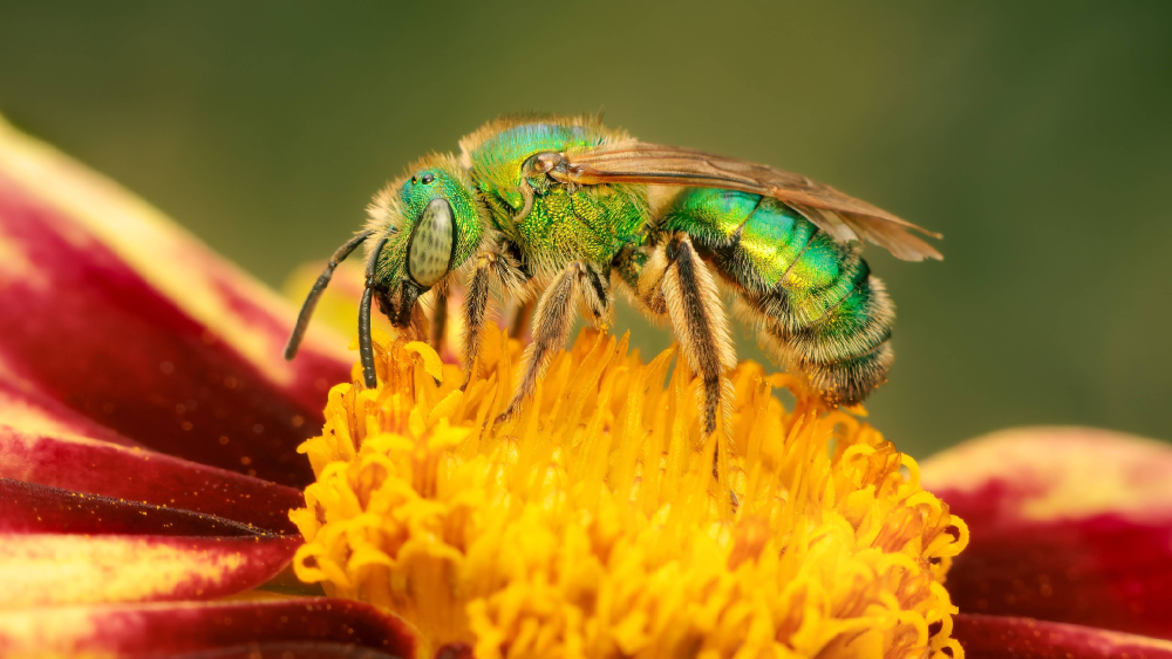 Sweat bee on flower in yard