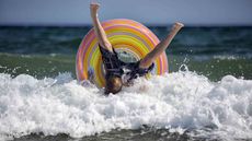 A boy riding an inner tube wipes out in the ocean