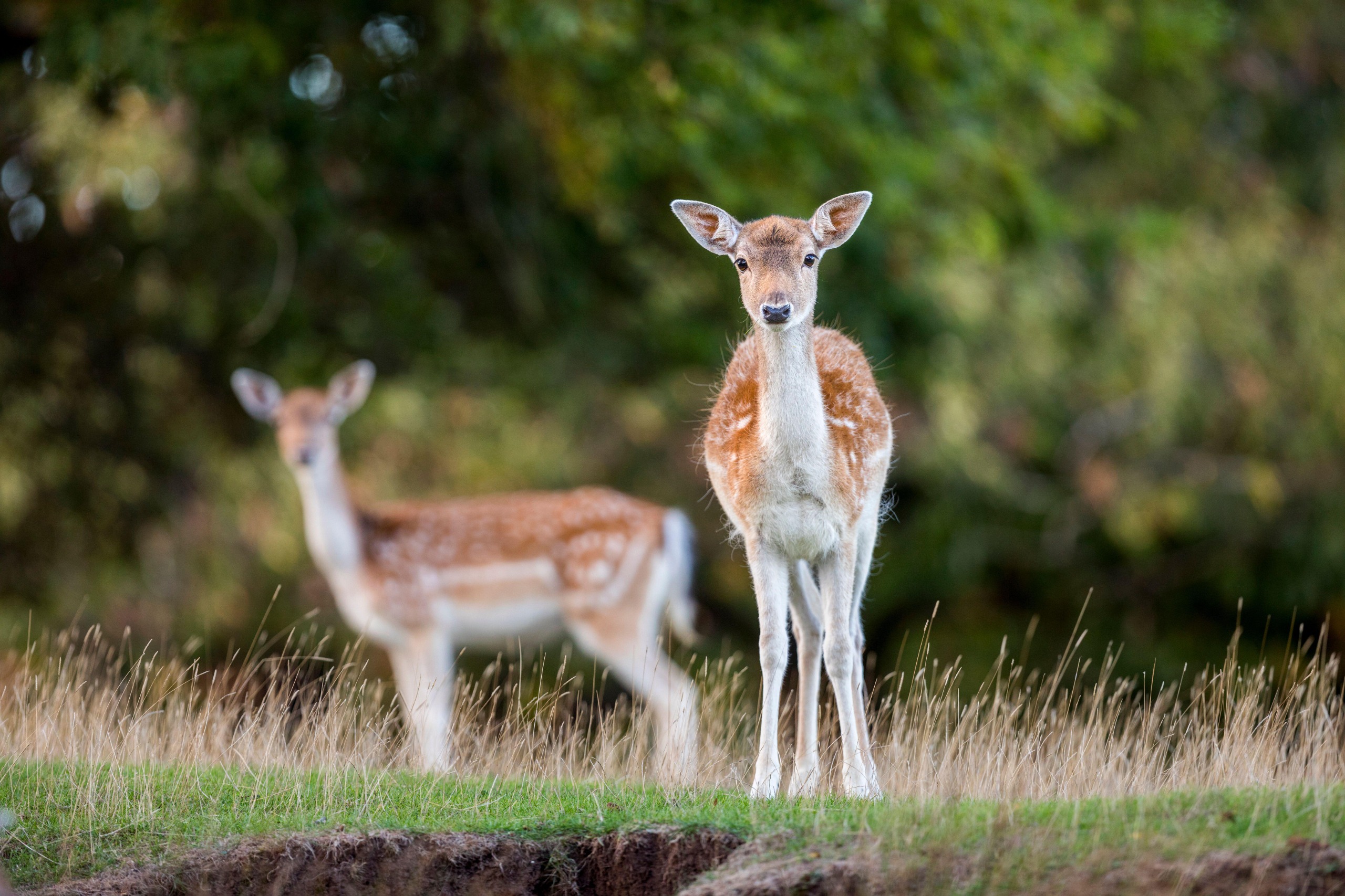 Fallow deer staring at a camera