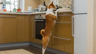 Basenji dog stealing from sideboard