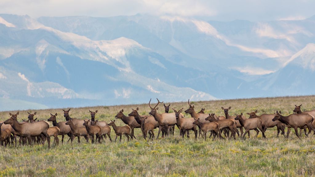 Magnificent elk stampede across Colorado mountains during migration