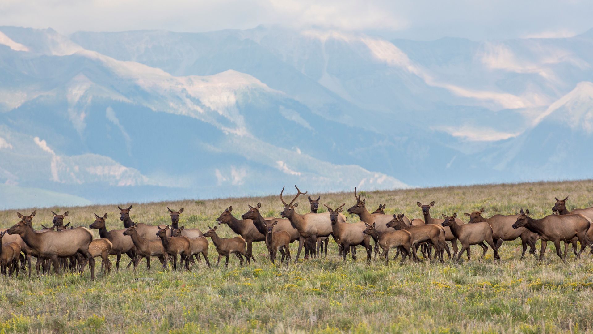 Magnificent elk stampede across Colorado mountains during migration