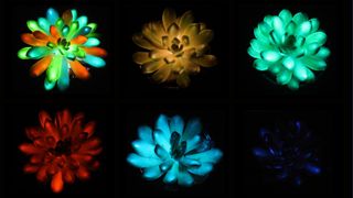 Pictures of luminescent succulents glowing red, green, blue, orange and multicolored.