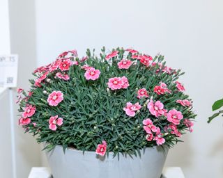 pink flowers of dianthus ‘Electric Dreams' at Chelsea Flower Show Plant of the Year 2022