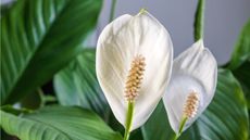 Peace lily flowers