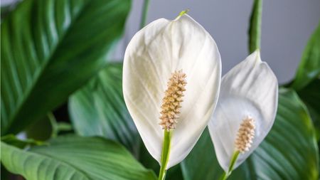 Peace lily flowers