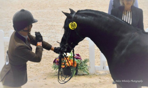 Chief at HOYS. Photo credit: Helen Whiteley