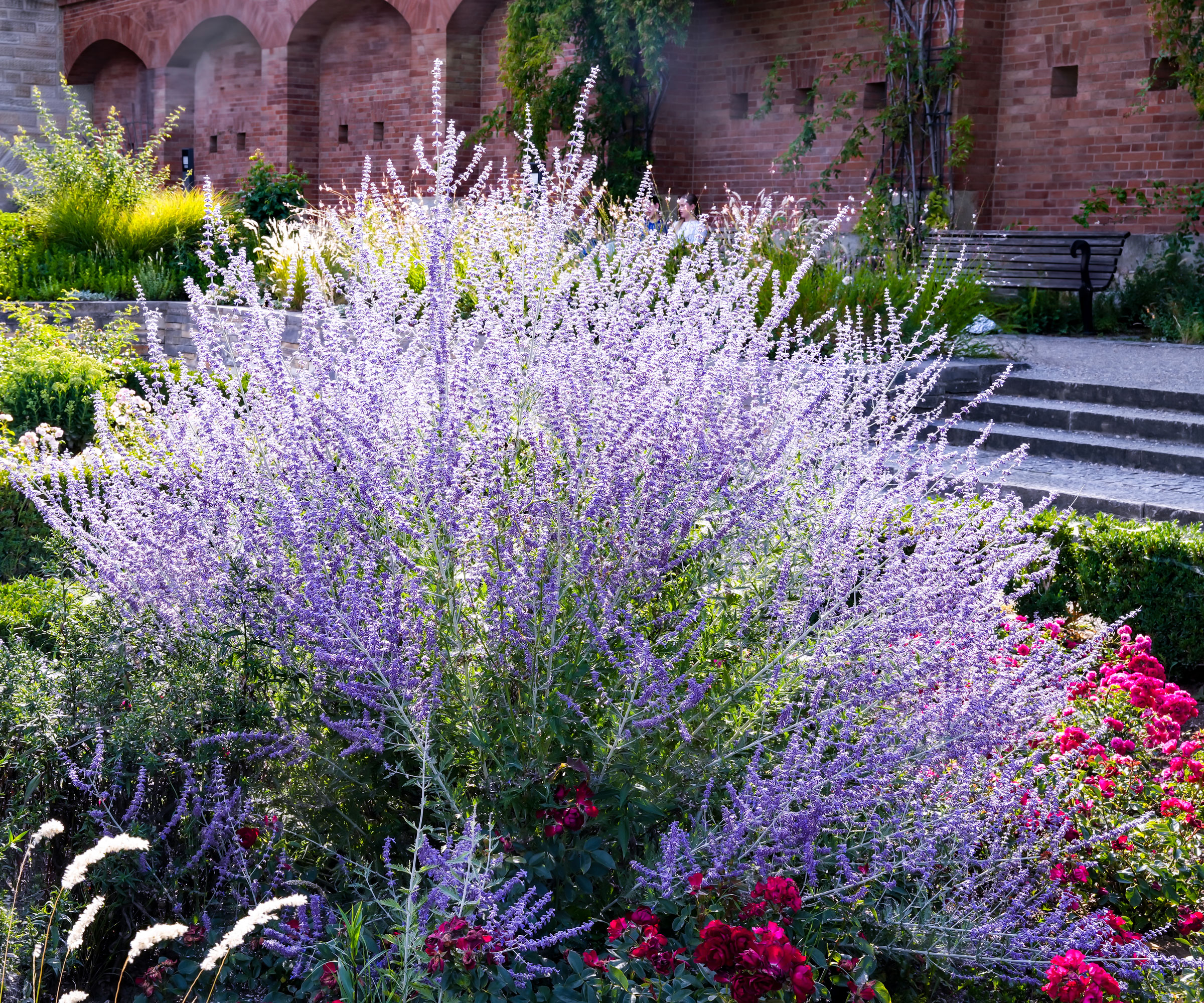 Russian sage plant full of purple flowers in walled garden border