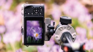 A camera on a tripod focuses on a blooming purple flower, displayed clearly on its screen. The background is blurred with similar flowers and greenery
