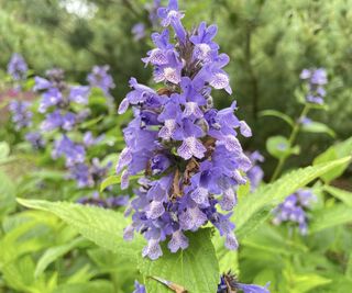 Cone of light purple flowers above green leaves