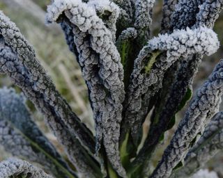 cavolo nero in frost