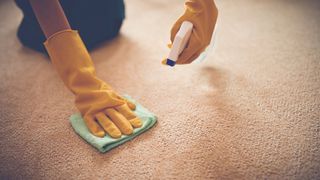 Person spot-cleaning a stain on their carpet, the fifth step of how to clean a carpet