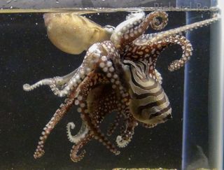 octopus mating