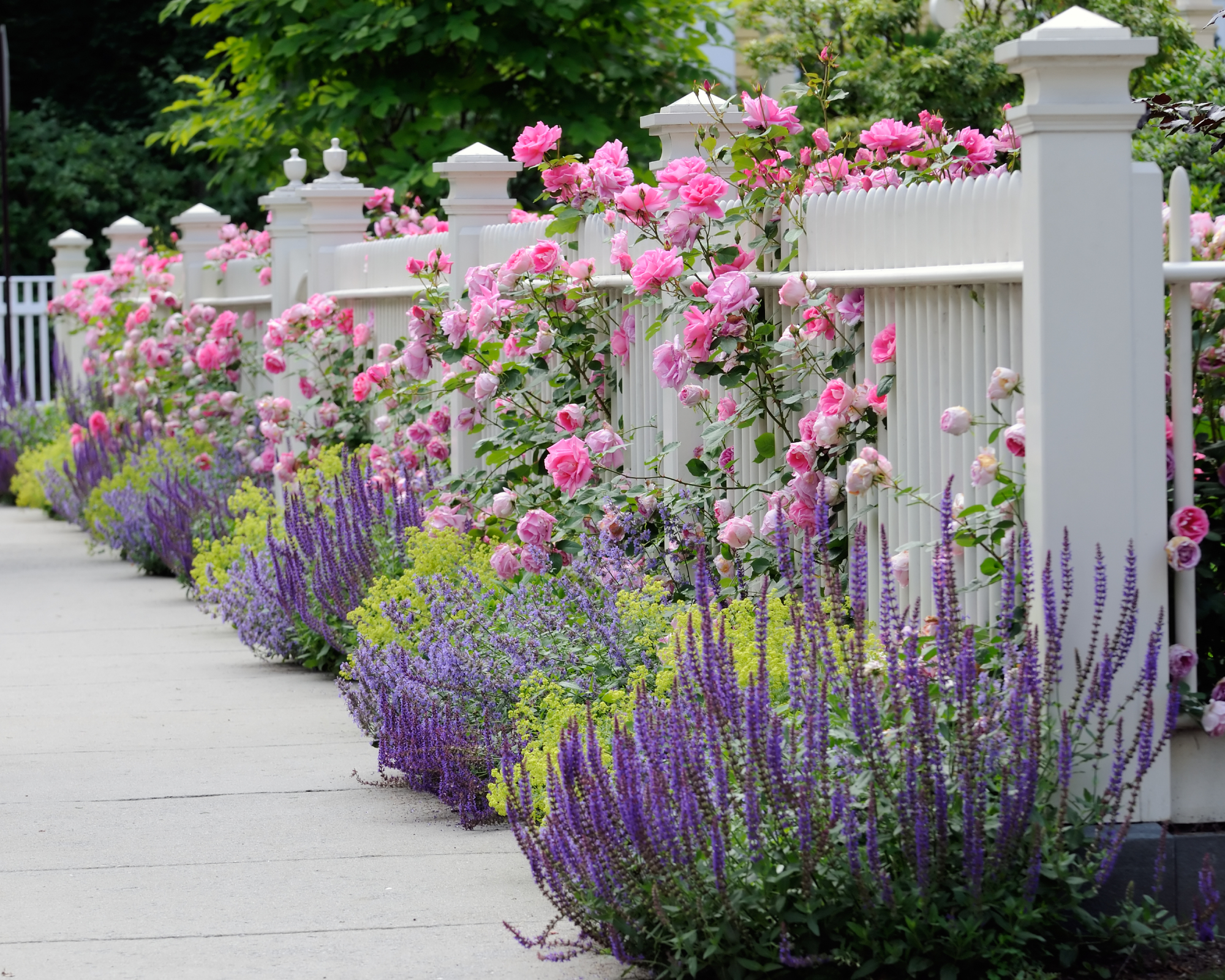 Fence with roses, salvia, and lady's mantle