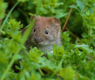 Close-up of bank vole on grassy field