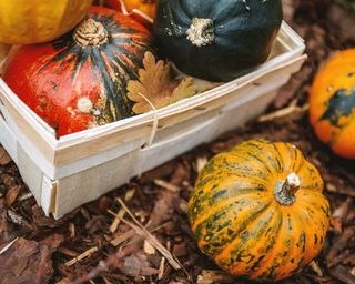 Autumn pumpkins in box in garden