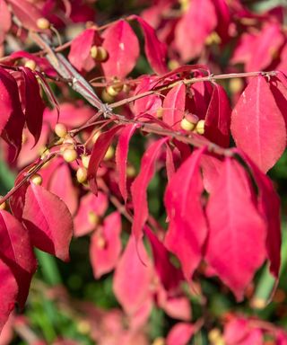 Burning bush, Euonymus alatus, with pink foliage in late summer in a sunny garden