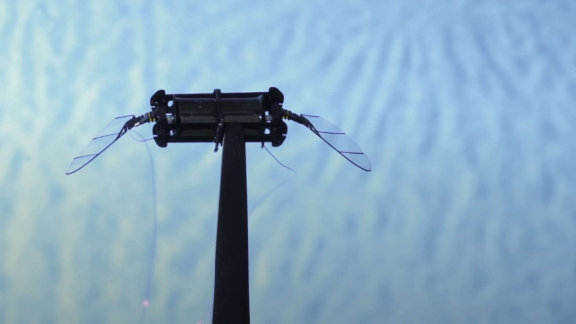 MIT's bug robot held with tweezers