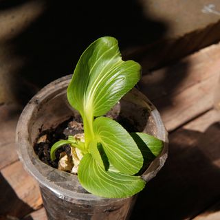 Pak choi seedling growing in plastic pot