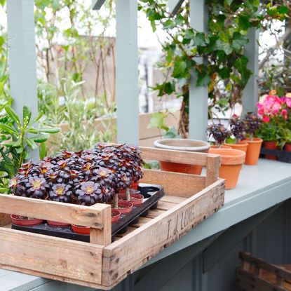 garden with potted plants