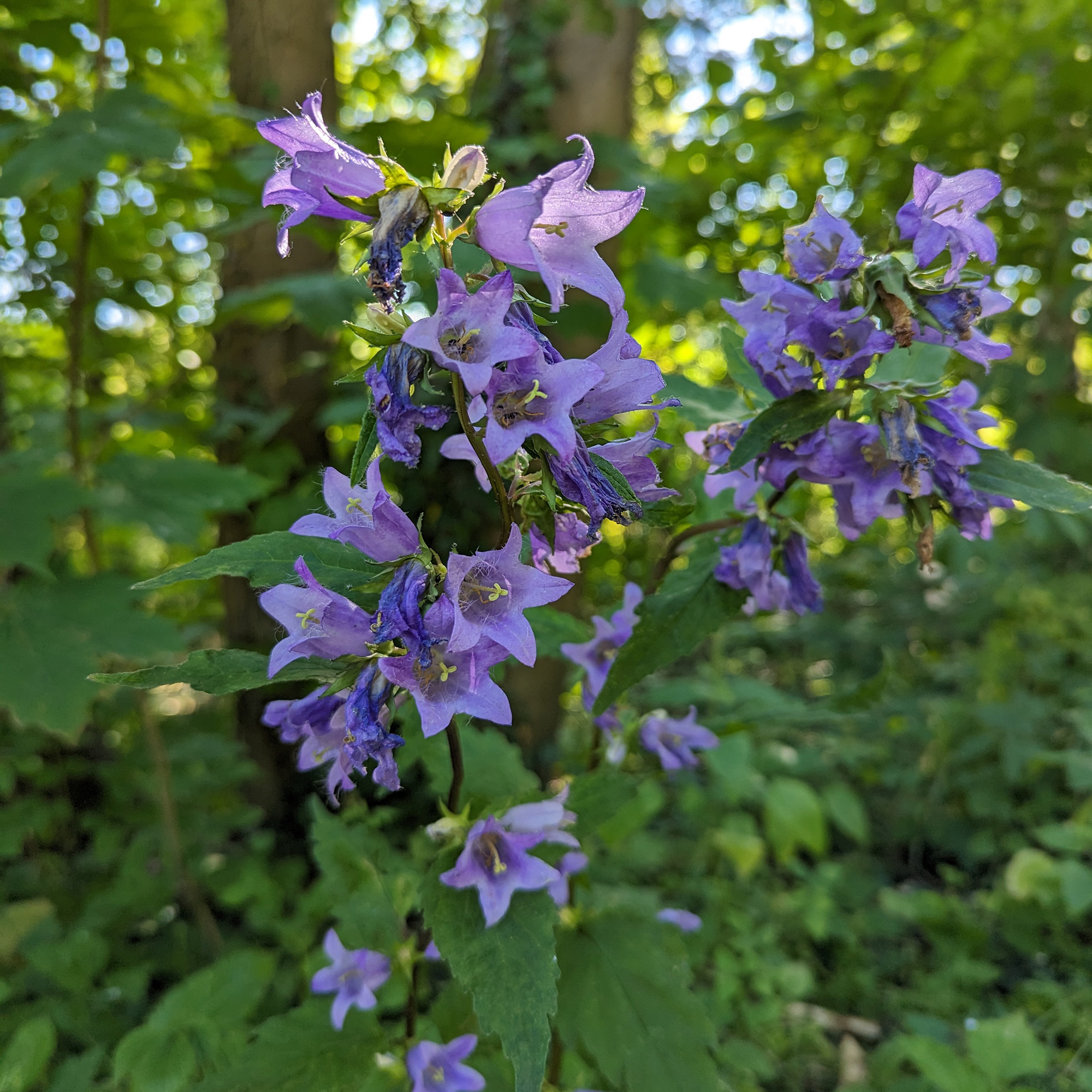 Nettle-leaved Bellflower (Campanula trachelium) plant with purple flowers in a forest during summer