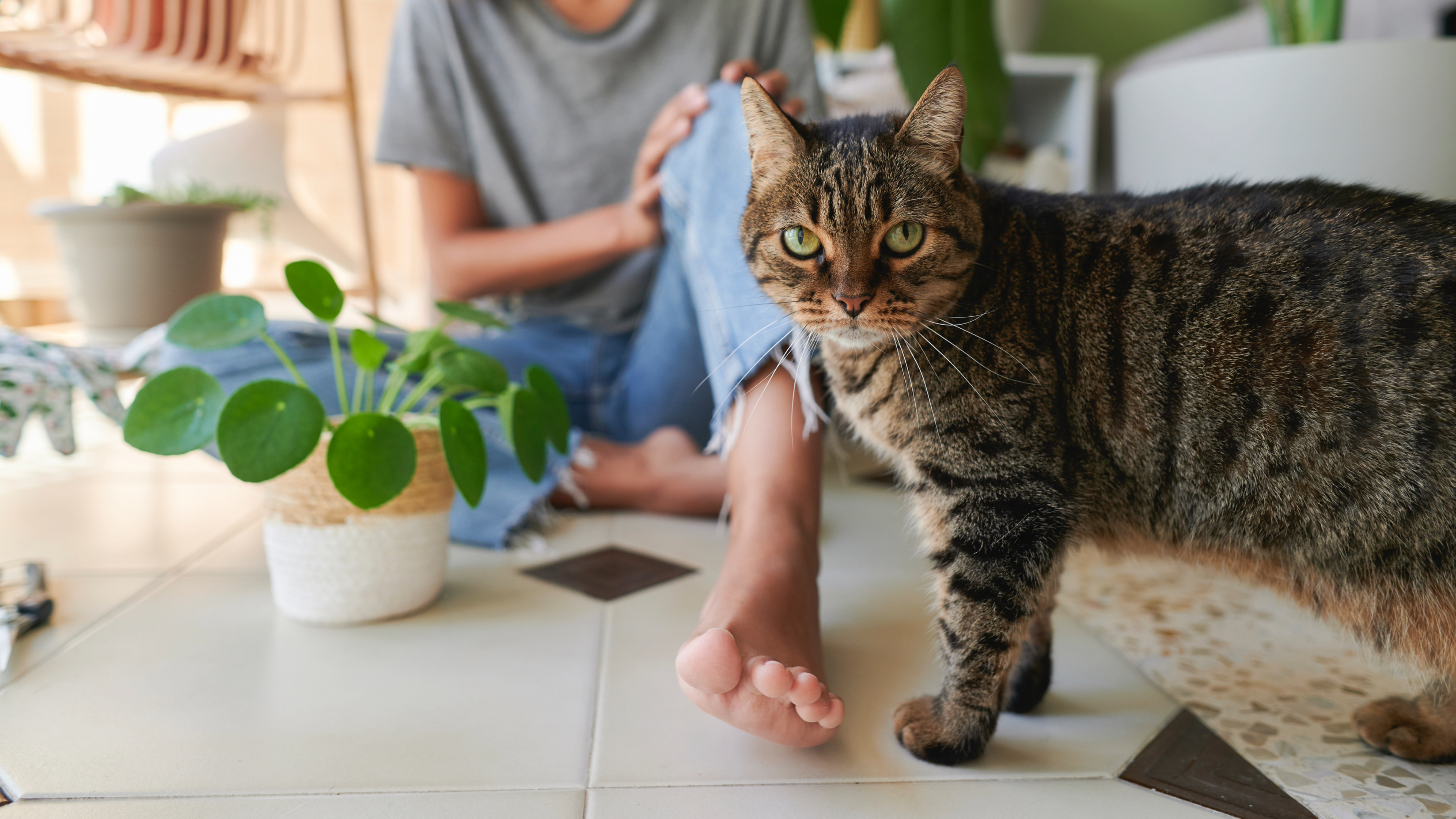 Tabby cat